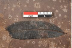 Foto (Detailansicht) von Quercus palaeoilex Ettingshausen (NHMW-GEO-2024-0188-0739)